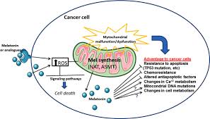 Try to keep the amount of fat that you get from red meat and dairy products to a minimum. Mitochondrial Functions And Melatonin A Tour Of The Reproductive Cancers Springerlink