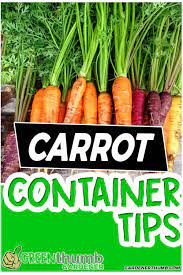 Growing Carrots In Containers Epic Guide To Make It Easy Growing Carrots Container Gardening Vegetables Container Gardening