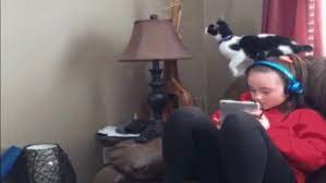 America S Funniest Home Videos Cat Fails America S Funniest Home Videos Funny Cat Videos