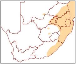 Image result for Hypoxis sp. A (as per FZ 12-3)