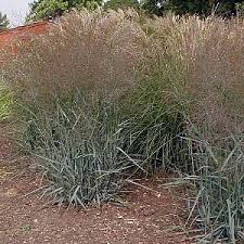 Image result for Panicum merkeri
