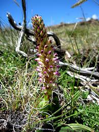 Image result for Disa fragrans