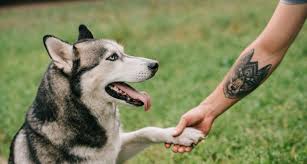 Getting the cremation ashes fine enough is the primary challenge. Grieving Pet Owners In Ireland Are Using Their Animal S Ashes To Ink Memorial Tattoos The Irish Post