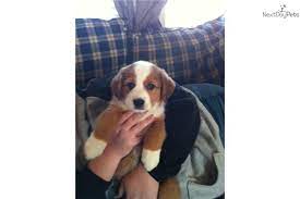 Our puppies can be shipped free of charge to los angeles, new york, san francisco, seattle, chicago, toronto, and vancouver airports. Corgi Puppy For Sale Auggie Pembroke Corgi X Mini Aussie 5b47e96a 1b41 Corgi Puppy Corgi Puppy For Sale Cute Puppies