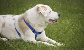 Australian Shepherd Lab Mix An Aussiedor Owners Guide