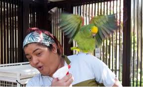 There are two main cost areas when owning a pet: Birds Vet Bird Care Treatment Dkc Dubai Uae