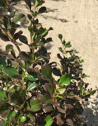 Will grow in sun or light shade, tolerates coastal conditions and light frost. Reflecting On Mirror Plants Finegardening