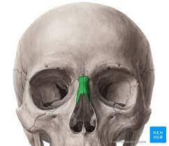 Nasal Bone Anatomy Borders Function Development Kenhub