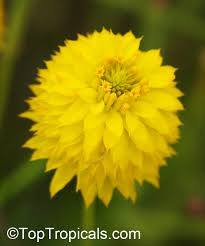 Image result for Polygala rivularis