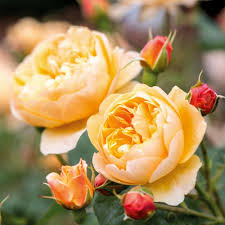 Roses belong to the family of plants called rosaceae. Roses Ideal For Shady Areas David Austin Roses