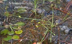 Image result for Schoenoplectiella