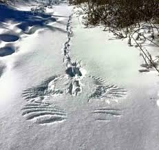 Rabbit and squirrel tracks in snow can look very similar, but there are ways to tell them apart. Rabbit Tracks Grabbed By Eagle Imgur