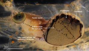 Image result for Osyridicarpos