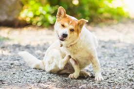 Hives In Dogs Small Door Veterinary