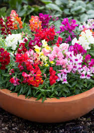 Image result for Antirrhinum