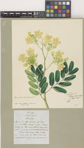 Image result for Cassia thyrsoidea