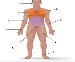 The nine regions are smaller than the four abdominopelvic quadrants and include the right hypochondriac, right lumbar, right illiac, epigastric, umbilical, hypogastric (or pubic), left hypochondriac, left lumbar, and left illiac divisions. G B 1 A E H F C D J Question 1 10 Pts Chegg Com