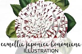 Camellia Japonica Bonomiana Vintage Flower Illustration Vintage Illustration Watercolor Artwork