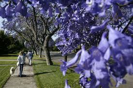 Jun 13, 2021 · the native range of this deciduous tree is a wide swath of the southeastern u.s., with the northern edge of its range reaching into ohio. The Story Behind La S Beautiful Ephemeral Jacaranda Blooms Laist