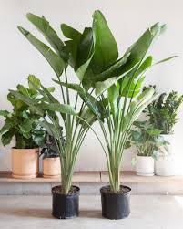 Image result for Strelitzia nicolai