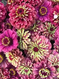An annual that can bloom up to 40 inches, drought and disease keep your zinnia seeds moistened, checking on them every day or two. Pin On Gardening Outdoor