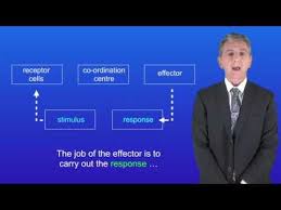 Gcse Science Biology 9 1 Homeostasis Gcse Science Science Revision Science Biology