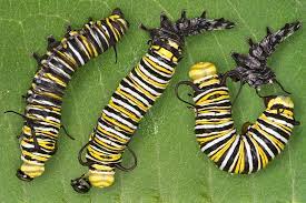 Caterpillars Larvae Of A Butterfly Facts And Pictures