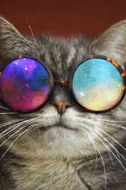 cute iphone wallpapers 2019 hd animal wallpaper hd wallpaper wallpaper