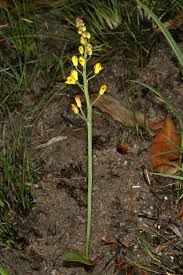 Image result for Eriospermum mackenii