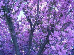 All of these flower background images and vectors have high resolution and can be used as banners, posters or wallpapers. Image Result For Purple Aesthetics Tumblr Aesthetic Tumblr Backgrounds Purple Aesthetic Background Purple Aesthetic
