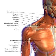 And then you have the divides like this, the. Pectoral Muscle Images Pictures And Free Stock Photos
