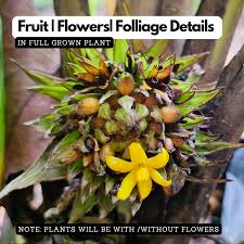 Image result for Sphaerocoryne gracilis