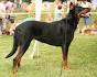 Beauceron Dog Breed Information and Pictures