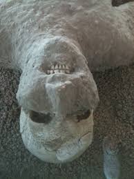Mummified Human From Volcanic Ash In Pompey Lion Sculpture Pompey Statue