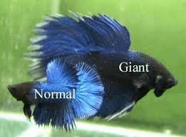 Betta fish cultivation does not require large space and large capital. Top 13 Beautiful Types Of Rare Betta Fish By Tail Pictures