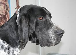 Image result for auvergneský ohař