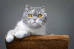Persian Cat Breed Profile | Purina