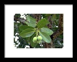 Image result for Calophyllum inophyllum