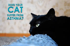 Check spelling or type a new query. Is Your Cat Suffering From Feline Asthma Allivet Pet Care Blog