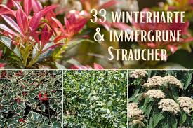 Im prinzip sind alle stauden winterhart, sie vertragen aber die minustemperaturen unterschiedlich gut. Winterharte Immergrune Straucher 33 Arten
