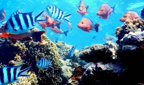 Diantara semua jenis lauk pauk, ikan laut paling terkenal karena protein yang tinggi dan gizi lengkap lainnya yang tidak ditemukan pada jenis makanan lain. Mengenal Jenis Jenis Hewan Berdasarkan Kelasnya Pahami Contohnya Merdeka Com