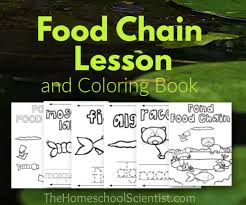 640 x 392 jpeg 31 кб. Food Chain Lesson And Food Chain Coloring Book