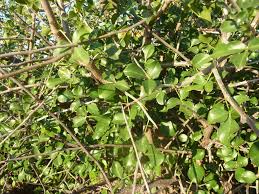 Image result for Commiphora tenuipetiolata