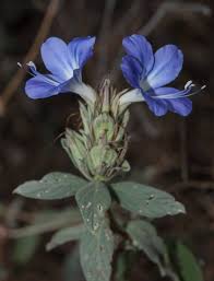 Image result for Mimusops obtusifolia