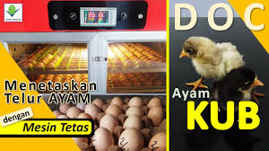 Check spelling or type a new query. Ternak Ayam Kampung Unggul Proses Penetasan Ayam Kub Dari Pesiapan Telur Sampai Penanganan Doc Youtube
