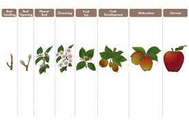 Seeds will take 10 to 30 days to germinate depends upon how apple are stored previously in store houses. 10 Steps To Growing An Apple Tree From Seed Apple Tree From Seed Apple Tree Grow An Apple Tree From Seed