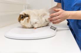 Unlike insurance for exotic pets, other types of insurance coverage such as health, life, home, and car are not as complicated. Pet Health Insurance For Exotic Animals Small Pet Select