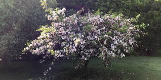 Flowering tree for less, at your doorstep faster than ever! Crab Apple Flowering Time Description Seasonal Development And General Distribution In Wisconsin