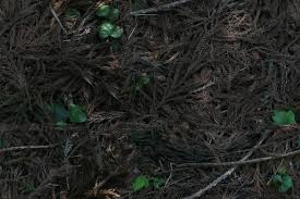 Maybe you would like to learn more about one of these? Ground Outdoors Forest Evergreen Seamless Texture With Normal Map Forest Deadevergreen S Jpg Opengameart Org