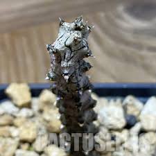 Image result for Ceropegia cimiciodora